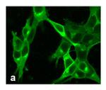 mGLuR4 Antibody in Immunocytochemistry (ICC/IF)