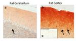 mGLuR4 Antibody in Immunohistochemistry (IHC)