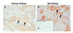 AVPR1A Antibody in Immunohistochemistry (IHC)