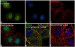 MSK1 Antibody in Immunocytochemistry (ICC/IF)