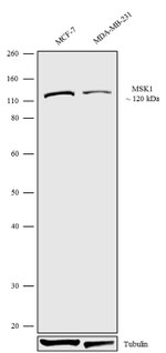 MSK1 Antibody in Western Blot (WB)