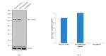 NBS1 Antibody