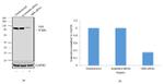 NBS1 Antibody