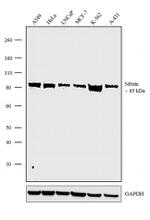 NBS1 Antibody in Western Blot (WB)