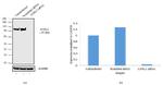 LOXL2 Antibody in Western Blot (WB)