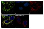 IDH2 Antibody in Immunocytochemistry (ICC/IF)