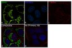 IDH2 Antibody in Immunocytochemistry (ICC/IF)