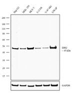 IDH2 Antibody in Western Blot (WB)