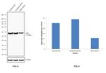 IDH2 Antibody in Western Blot (WB)