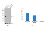 IDH1 Antibody in Western Blot (WB)