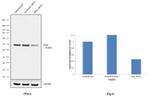 IDH1 Antibody