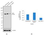 AGO1 Antibody in Western Blot (WB)