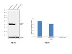 ALDH1A1 Antibody in Western Blot (WB)