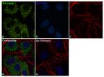 Aldolase A Antibody in Immunocytochemistry (ICC/IF)