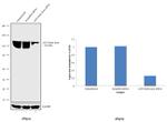 ATP Citrate Lyase Antibody