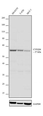 CYP2D6 Antibody in Western Blot (WB)