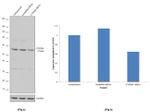 CYP2D6 Antibody