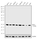 TM111 Antibody in Western Blot (WB)