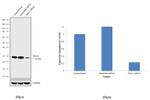 TM111 Antibody in Western Blot (WB)