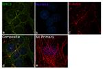 TM111 Antibody in Immunocytochemistry (ICC/IF)