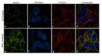 NSE Antibody