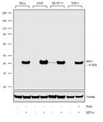 IDO Antibody