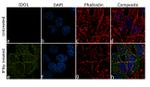 IDO Antibody in Immunocytochemistry (ICC/IF)