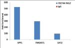 ING2 Antibody