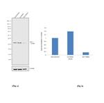 ING2 Antibody in Western Blot (WB)