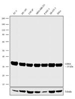 LDHA Antibody in Western Blot (WB)