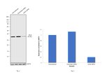 LDHA Antibody in Western Blot (WB)