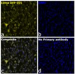 LDHA Antibody in Immunocytochemistry (ICC/IF)