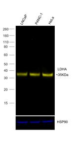 LDHA Antibody in Western Blot (WB)