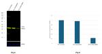 LDHA Antibody