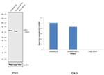 PCK2 Antibody in Western Blot (WB)