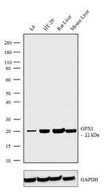 GPX1 Antibody in Western Blot (WB)