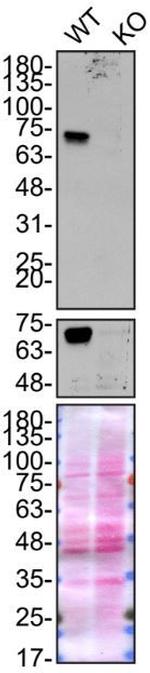 Optineurin Antibody in Western Blot (WB)