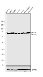 MFN2 Antibody in Western Blot (WB)