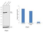 MFN2 Antibody in Western Blot (WB)