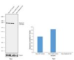 SPG11 Antibody