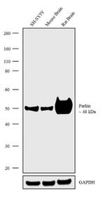 Parkin Antibody in Western Blot (WB)