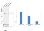 Parkin Antibody in Western Blot (WB)