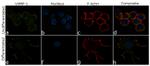 VAMP1 Antibody in Immunocytochemistry (ICC/IF)