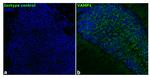 VAMP1 Antibody in Immunohistochemistry (Frozen) (IHC (F))