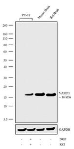 VAMP1 Antibody in Western Blot (WB)