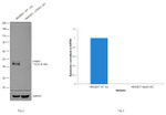 Ataxin 3 Antibody