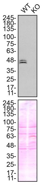 Ataxin 3 Antibody in Western Blot (WB)