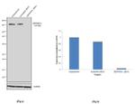 DENND5A Antibody