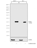 IGFBP4 Antibody in Western Blot (WB)