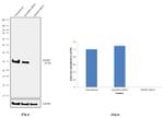 IGFBP4 Antibody in Western Blot (WB)